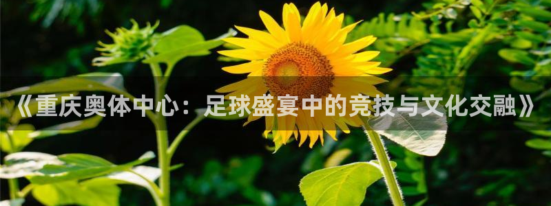 《重庆奥体中心：足球盛宴中的竞技与文
